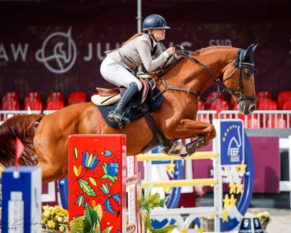 Pferd Vhs Secretariat (Hannoveraner, 2016, von Ballybo H)