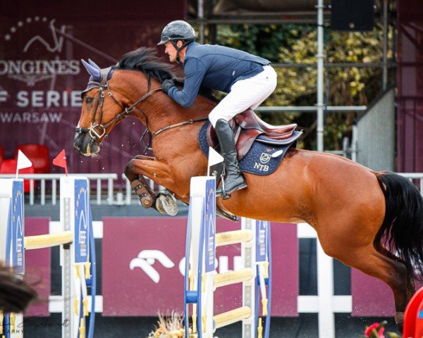 jumper Whoopy Boy (Polish Warmblood, 2011, from Bajou du Rouet)