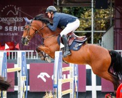 jumper Whoopy Boy (Polish Warmblood, 2011, from Bajou du Rouet)