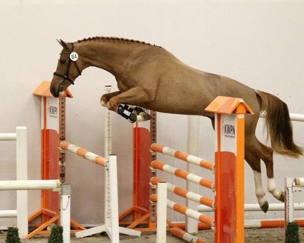 horse Johnnie Walker F (KWPN (Royal Dutch Sporthorse), 2014, from Cidane)