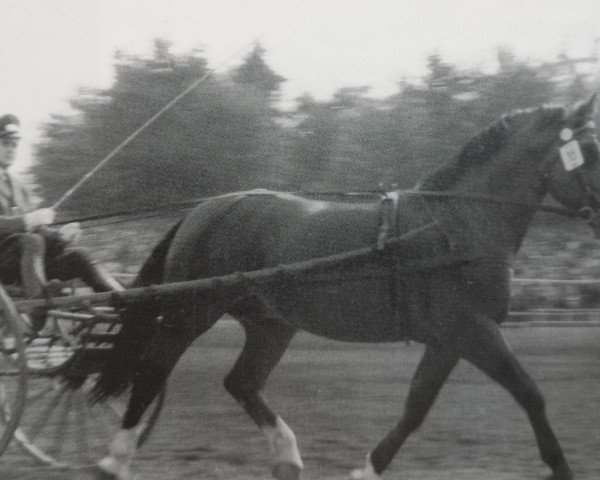 stallion Garlef Mo 1104 (Heavy Warmblood, 1955, from Gabelsberger Mo 406)