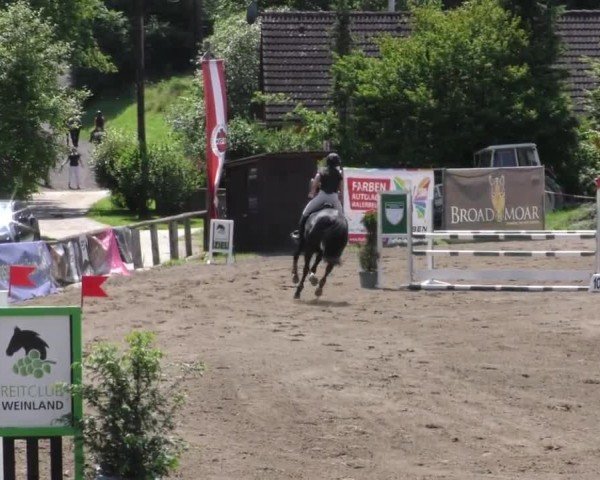 Reitturnier Tillmitsch 2023