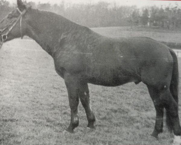 stallion Galant Mo 1120 (Heavy Warmblood, 1956, from Gabelsberger Mo 406)