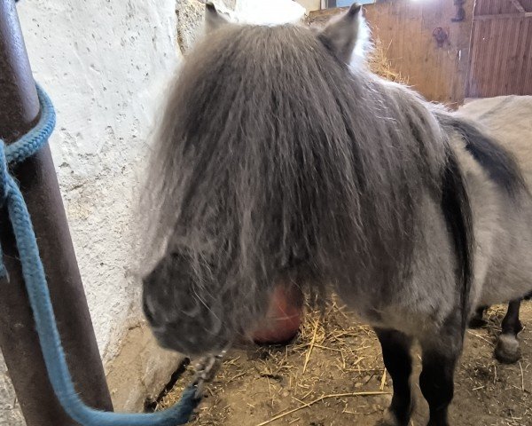 stallion Chantre (Shetland pony (under 87 cm), 2017, from Carlos van de Laarhoeve)