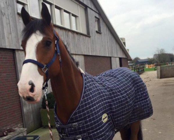 jumper Dribbel (KWPN (Royal Dutch Sporthorse), 2008, from Berlin)