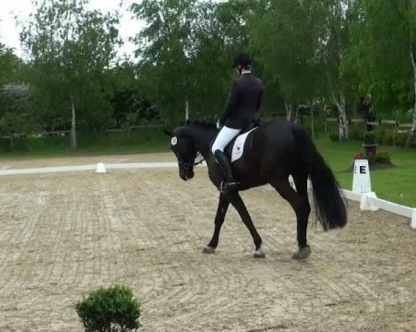 Lienen Dressur und Springturnier 2012