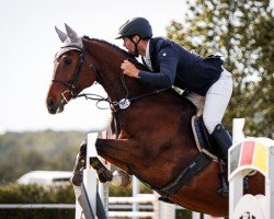 jumper Enjoy 108 (Oldenburg show jumper, 2012, from Escudo I)