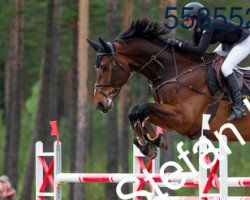 jumper Tyzo (Swedish Warmblood, 2006, from Campbell)