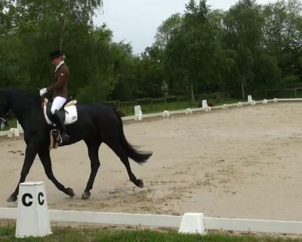 Lienen Dressur und Springturnier 2012