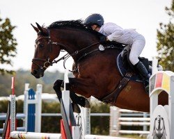 jumper Little Maggie (German Sport Horse, 2012, from Loxley 89)