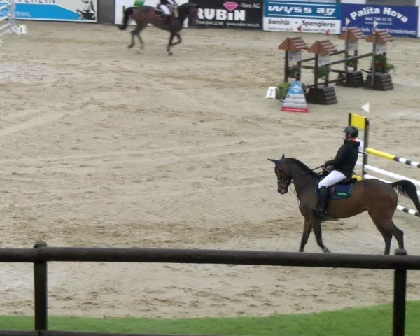 Reitturnier Wädenswil 2024