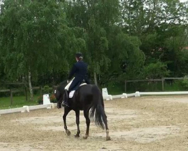 Lienen Dressur und Springturnier 2012