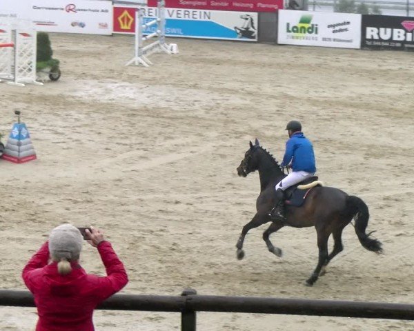 Reitturnier Wädenswil 2024