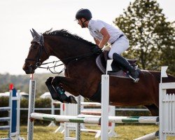 jumper Lady Lou 131 (German Sport Horse, 2011, from Lordanos)