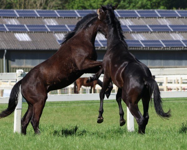 horse Camar Grandioso (Trakehner, 2022, from Freiherr von Stein)