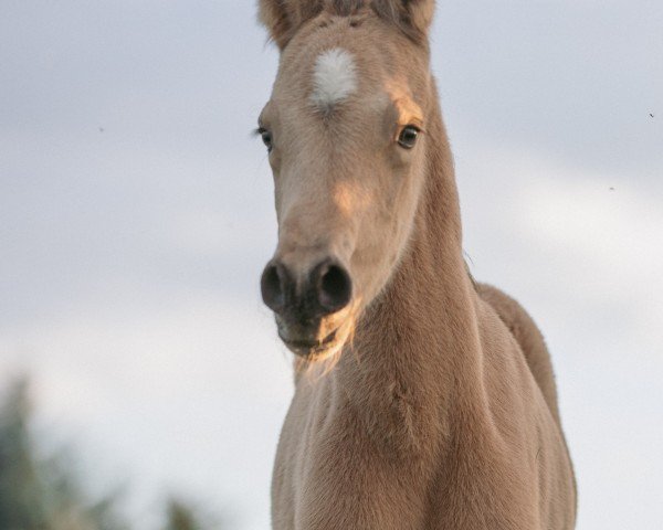 stallion Kaltenbachs Delutano (German Riding Pony, 2024, from Double Cream)