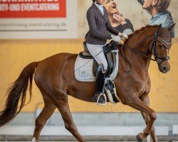 Dressurpferd Royal Finest (Oldenburger, 2016, von Blue Hors Veneziano)