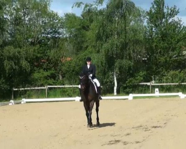 Lienen Dressur und Springturnier 2012