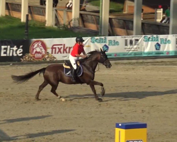 Reitturnier Piber 2023
