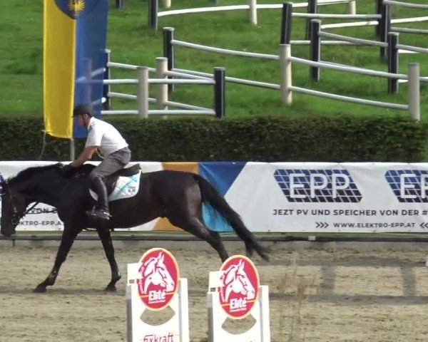 Reitturnier Piber 2023