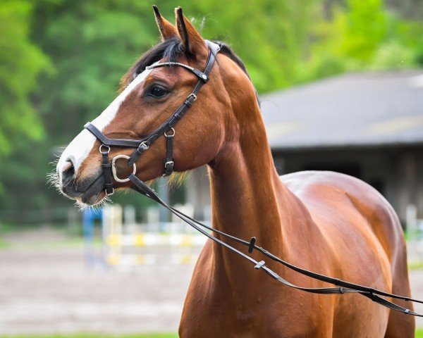 jumper Balou de Comics (Oldenburg show jumper, 2015, from Balou du Rouet)