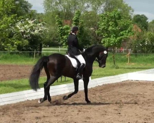 Lienen Dressur und Springturnier 2012