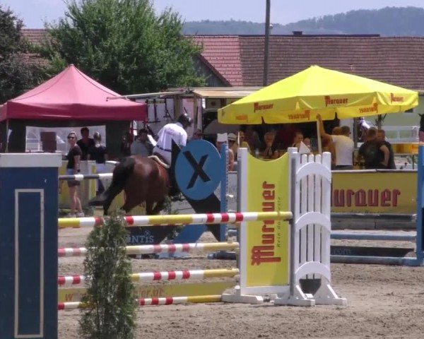 Reitturnier Gniebing-Feldbach 2023