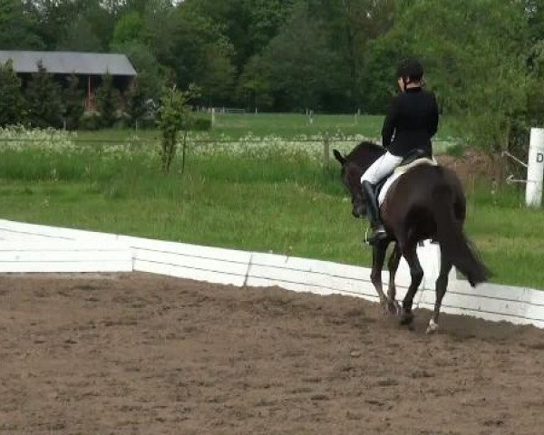 Lienen Dressur und Springturnier 2012