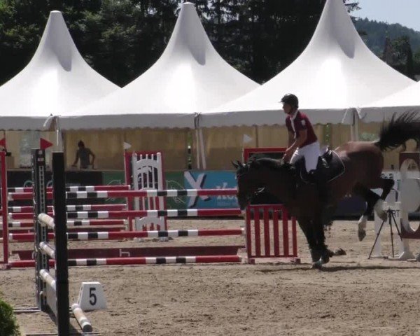 Reitturnier Gniebing-Feldbach 2023