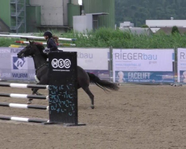 Reitturnier Gniebing-Feldbach 2023