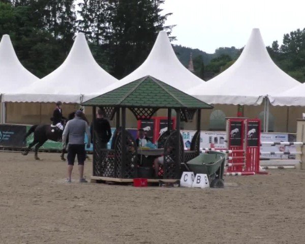 Reitturnier Gniebing-Feldbach 2023