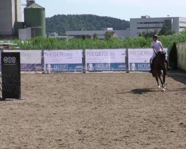 Reitturnier Gniebing-Feldbach 2023
