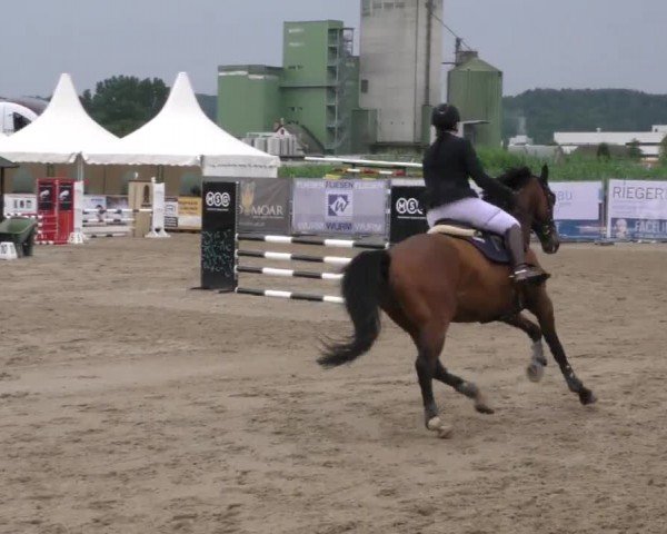 Reitturnier Gniebing-Feldbach 2023