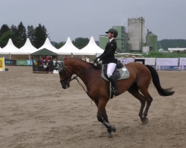 Reitturnier Gniebing-Feldbach 2023