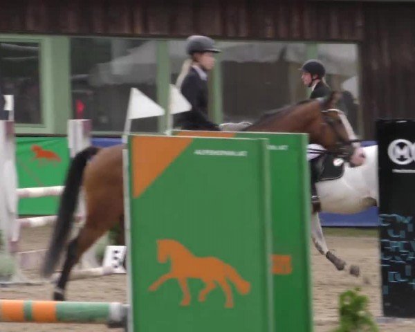 Reitturnier Gniebing-Feldbach 2023