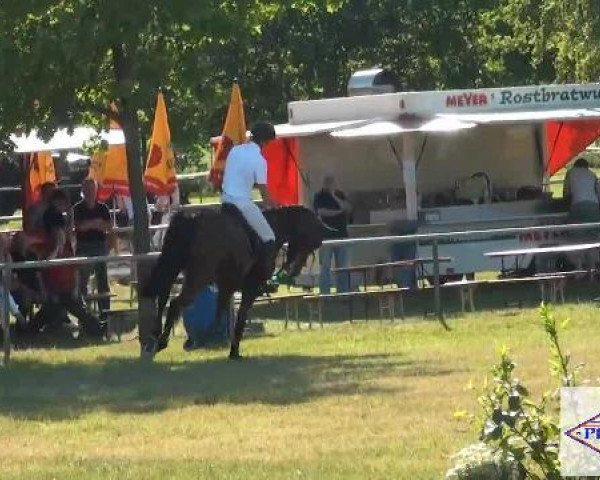 Pfingst-Reitturnier Kreuzkrug-Raddestorf 2012