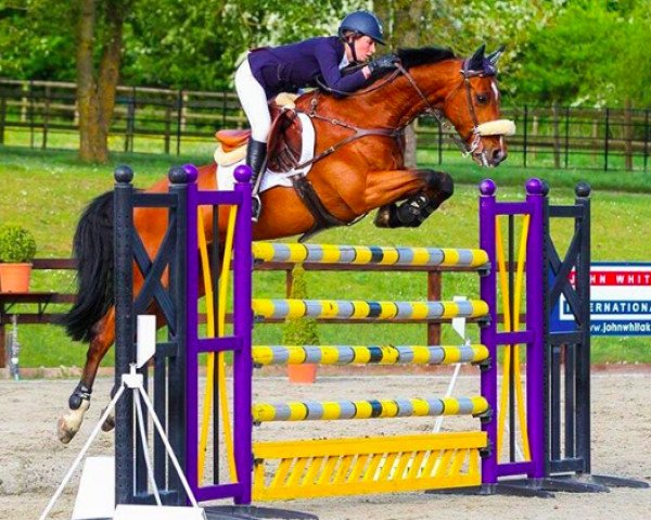 jumper Alex v/d Molen (KWPN (Royal Dutch Sporthorse), 2005, from Ultimo)