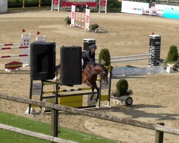 Reitturnier Wädenswil 2024