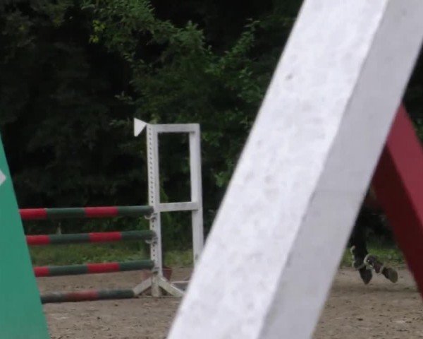 Reitturnier Klagenfurt 2023