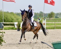 jumper Bellieni W (anglo european sporthorse, 2019, from Mylord van't Vlasmeer)