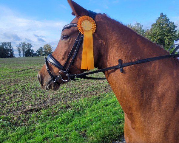 horse Dali's Zauberfee (German Riding Pony, 2013, from Steendiek's FS Dali)