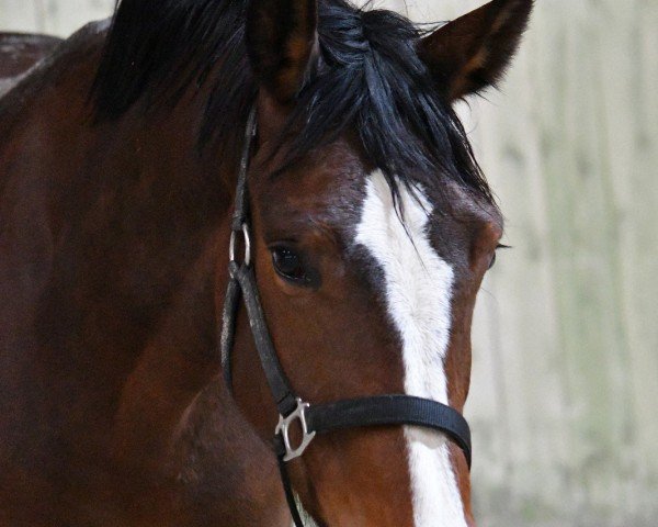 horse Namika T (Holsteiner, 2020, from Million Dollar)