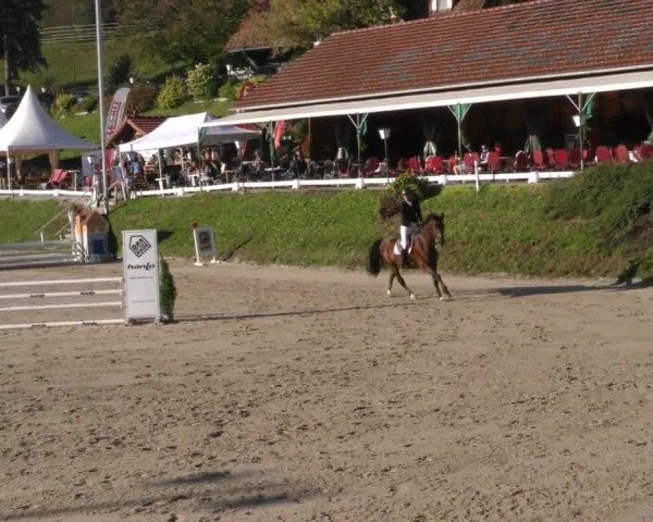 Reitturnier Preding 2022