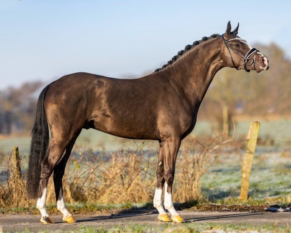 stallion Den Haag PP (German Riding Pony, 2021, from Reitland's Diamonds Gold)