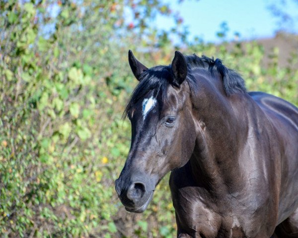dressage horse Filou de Paris (Hanoverian, 2009, from Fürst Romancier)