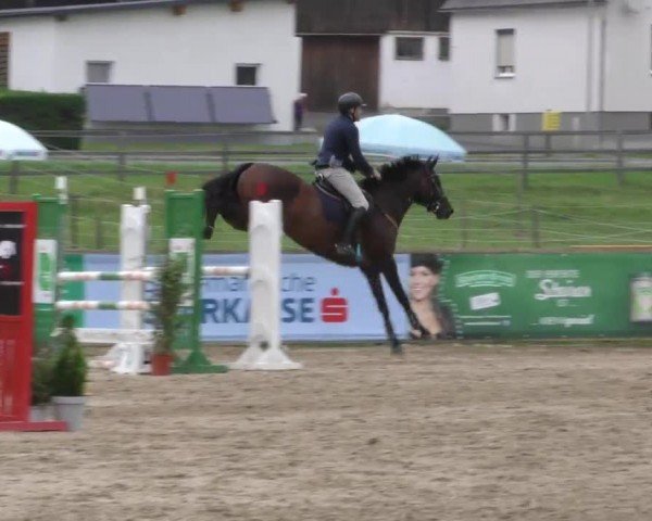 Reitturnier Gniebing-Feldbach 2022