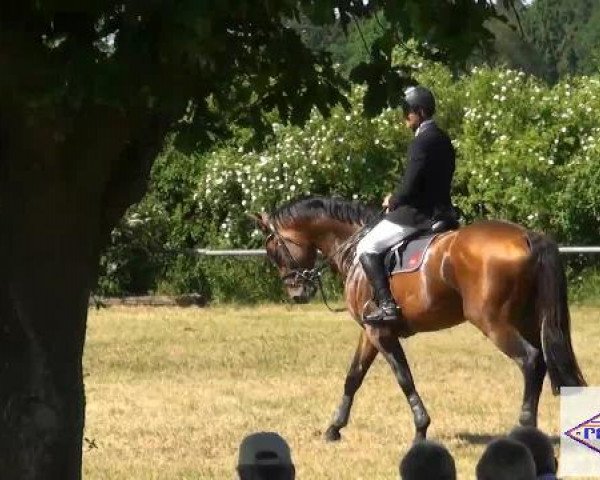 Pfingst-Reitturnier Kreuzkrug-Raddestorf 2012