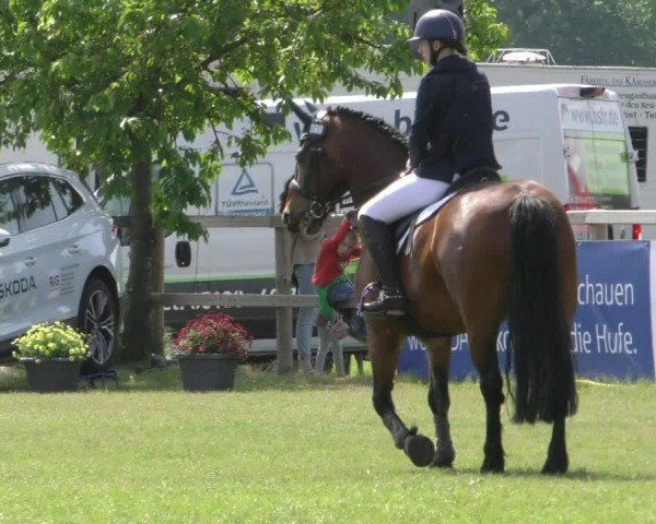 Reitturnier Wilkenburg 2024
