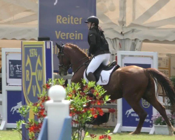 Reitturnier Wilkenburg 2024