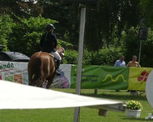 Reitturnier Wilkenburg 2024